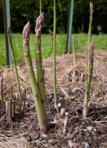 asparagus-spears-closeup1